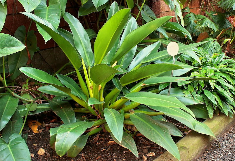 Arum familyasından Philodendron martianum bitki türü