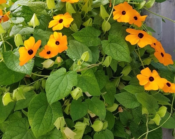 Kara gözlü Suzan çiçeği (Thunbergia alata) yetiştirilmesi, bakımı bilgileri