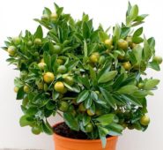 Citrus × microcarpa, kalamondin narenciye bitki türü