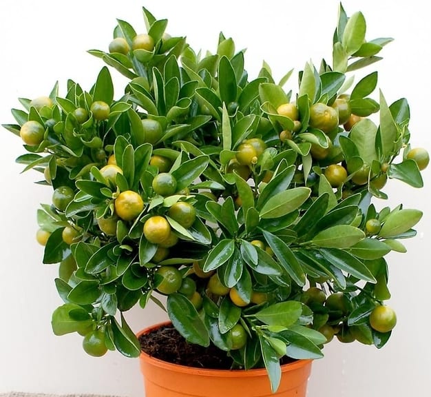Citrus × microcarpa, kalamondin narenciye bitki türü