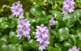 Eichhornia crassipes (su sümbülü)