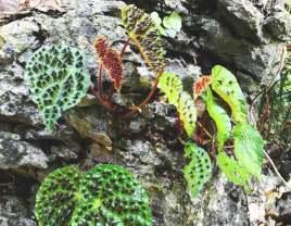 Doğal yaşam alanında kayalıklarda bir Begonia ferox