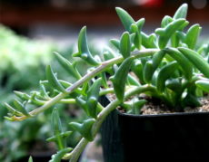 Senecio 'Hippogriff' - yunuslu kolye çiçeği