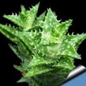 Aloe juvenna hakkında yetiştirme ve bakım bilgileri