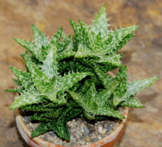 Aloe juvenna Aloe juvenna sukulent bitkisinin yaprakları ve dalları