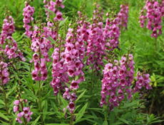 Angelonia çiçekli halde görünüm Angelonia bahçe bitkileri (yazlık aslanağzı çiçeği)