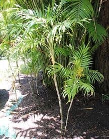 Chamaedorea elegans salon palmiyesi bahçelerde gölgelik yerlerde yetiştirilebilir
