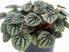 Peperomia caperata silver kültivarı