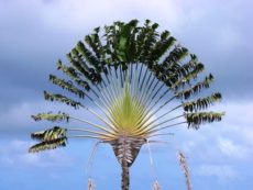 Ravenala madagascariensis türü (yolcu palmiyesi) hakkında özellikleri, yetiştirme ve bakım..