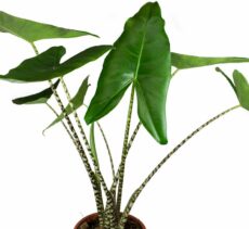 Alocasia zebrina (zebra fil kulağı) desenli uzun sapların ucunda yaprakları