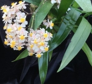Işıltılı orkide Oncidium hibritlerindendir. Burada yetiştirilmesi, bakımı ve özellikleri hakkında bilgi