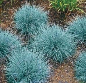 Mavi çim adı verilen, bilimsel adı Festuca glauca türü çim