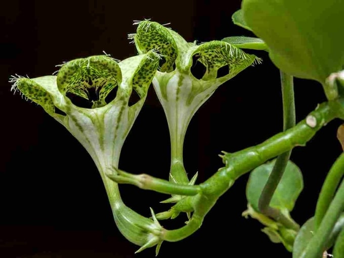 Ceropegia sandersonii - paraşüt çiçeği