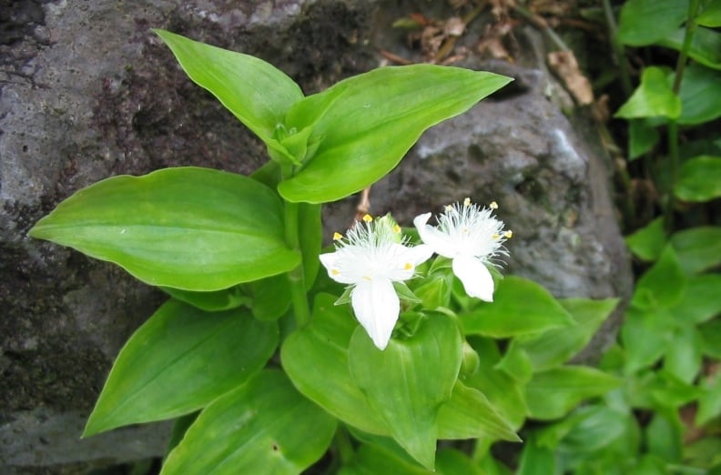 Tradescantia fluminensis, telgraf çiçeği