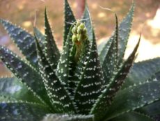 Aristaloe aristata Aristaloe aristata sukulent bitki türü