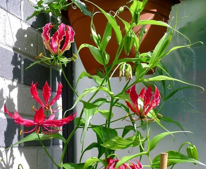 Ateş lalesi, Gloriosa superba bitki türü