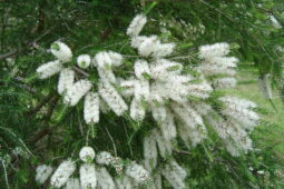 Melaleuca alternifolia, çay ağacı veya beyaz fırça çalısı