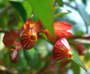 Nematanthus 'Tropicana' bitkisinde çiçekler
