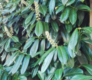 Kara yemiş, Prunus laurocerasus özellikleri, yetiştirilmesi ve bakımı bilgileri