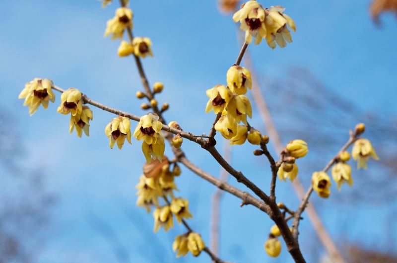 Chimonanthus praecox türü, kış tatlısı ağacı