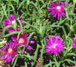 Delosperma cooperi bitkisi özellikleri, yetiştirilmesi, bakımı, çoğaltılması konuları