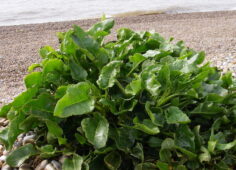 Kıyı pancarı, diğer adıyla deniz pancarı sağlığa faydalı sebzelerdendir.