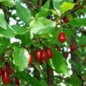 Kızılcık ağacı (Cornus mas) özellikleri, yetiştirilmesi, bakımı, budanması ve çoğaltılması