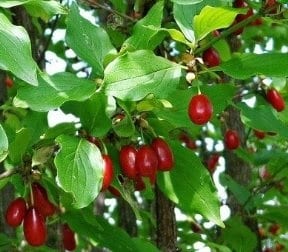 Kızılcık ağacı (Cornus mas) özellikleri, yetiştirilmesi, bakımı, budanması ve çoğaltılması