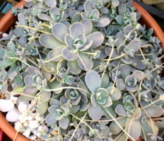 Orostachys boehmeri Orostachys boehmeri sukulent bitki