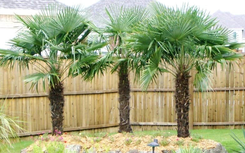 Trachycarpus fortunei palmiye türü