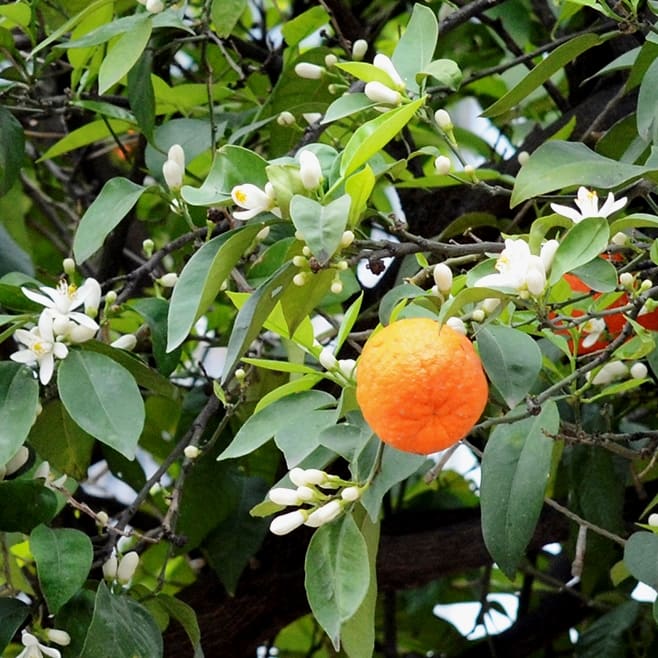 Turunç ağacı, Citrus × aurantium