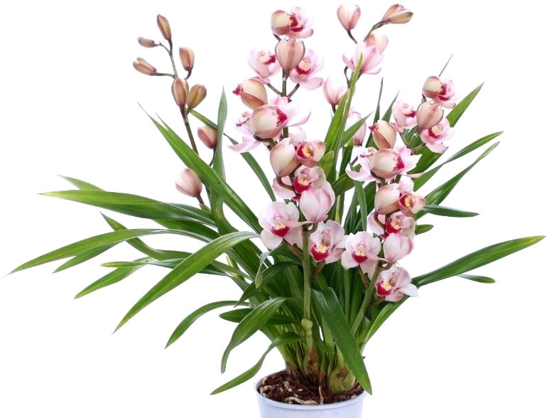 Cymbidium orkidelerinin özellikleri, yetiştirilmesi, bakımı, nasıl çoğaltılır, yeniden çiçek açtırmak