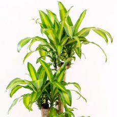 Dracaena fragrans ‘Massangeana’ Dracana fragrans ‘Massangeana’ salon-ofis bitkisi