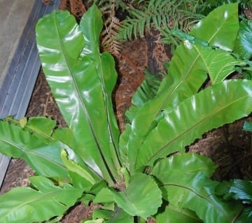 Asplenium nidus türü eğrelti bitkisi salonlarda yetiştirilmesi, bakımı