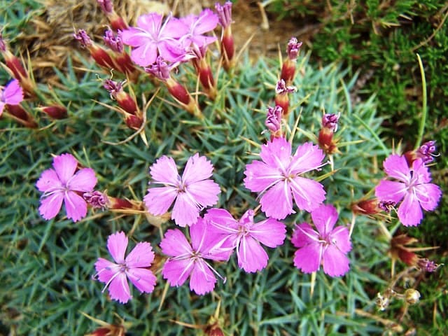 Dianthus erinaceus, çim karanfil özellikleri, yetiştirilmesi