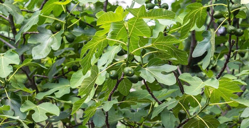 İncir ağacı, Ficus carica türü