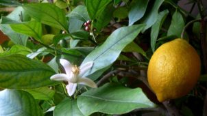 Limon ağacı, Citrus limon bitki türü