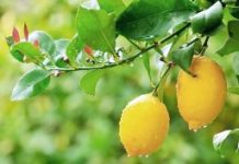 Limon ağacının özellikleri, yetiştirilmesinde sulama, gübreleme vesaire hakkında bakım bilgileri