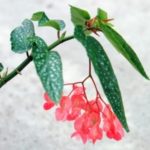 Begonia × albopicta özellikleri, yetiştirilmesi, bakımı ve çoğaltılması