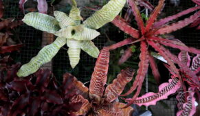 Cryptanthus bromelyadlarından birkaç örnek