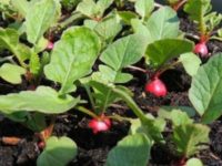 Fındık turp yetiştirme: toprağın hazırlanması, tohumlarının ekilişi ve hasat konuları