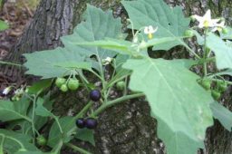 Köpek üzümü, Solanum nigrum