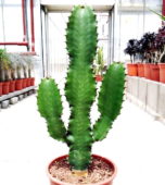 Euphorbia acrurensis bitki türü