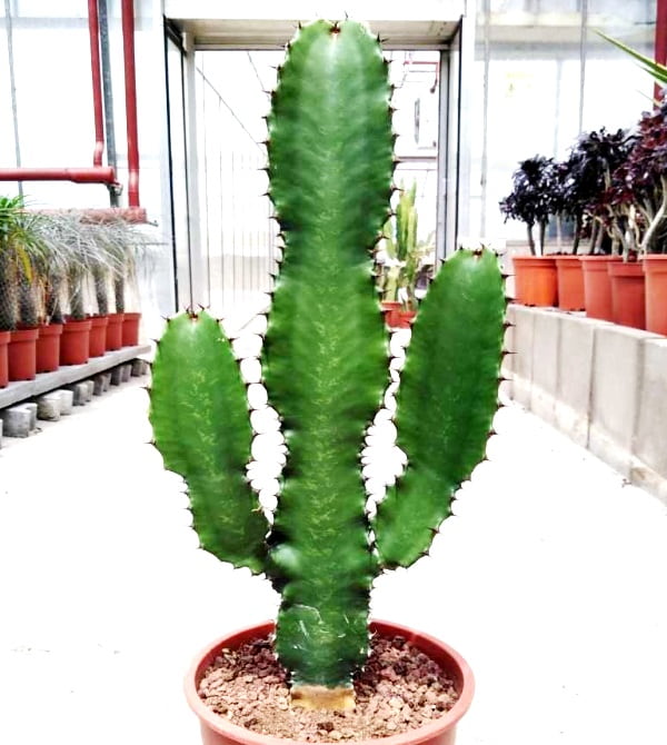Euphorbia acrurensis türü hakkında yetiştirme, bakım bilgileri