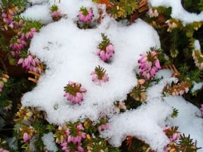 Karlar içinde funda erika çiçeği görünümü