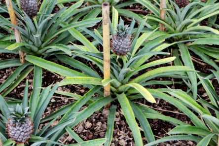 Ananas comosus türü, saksıda ve bahçede ananas yetiştirme bilgileri