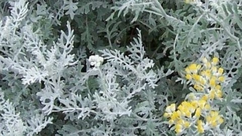 Kül çalısı (Jacobaea maritima türü)