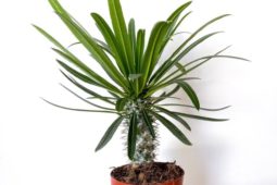 Madagaskar palmiyesi bitki türü