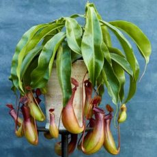 Nepenthes alata bitki türü
