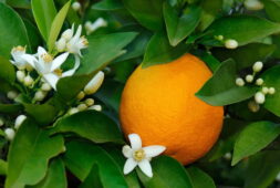 Portakal ağacının yaprakları, çiçekleri ve meyvesi yakından görünümü